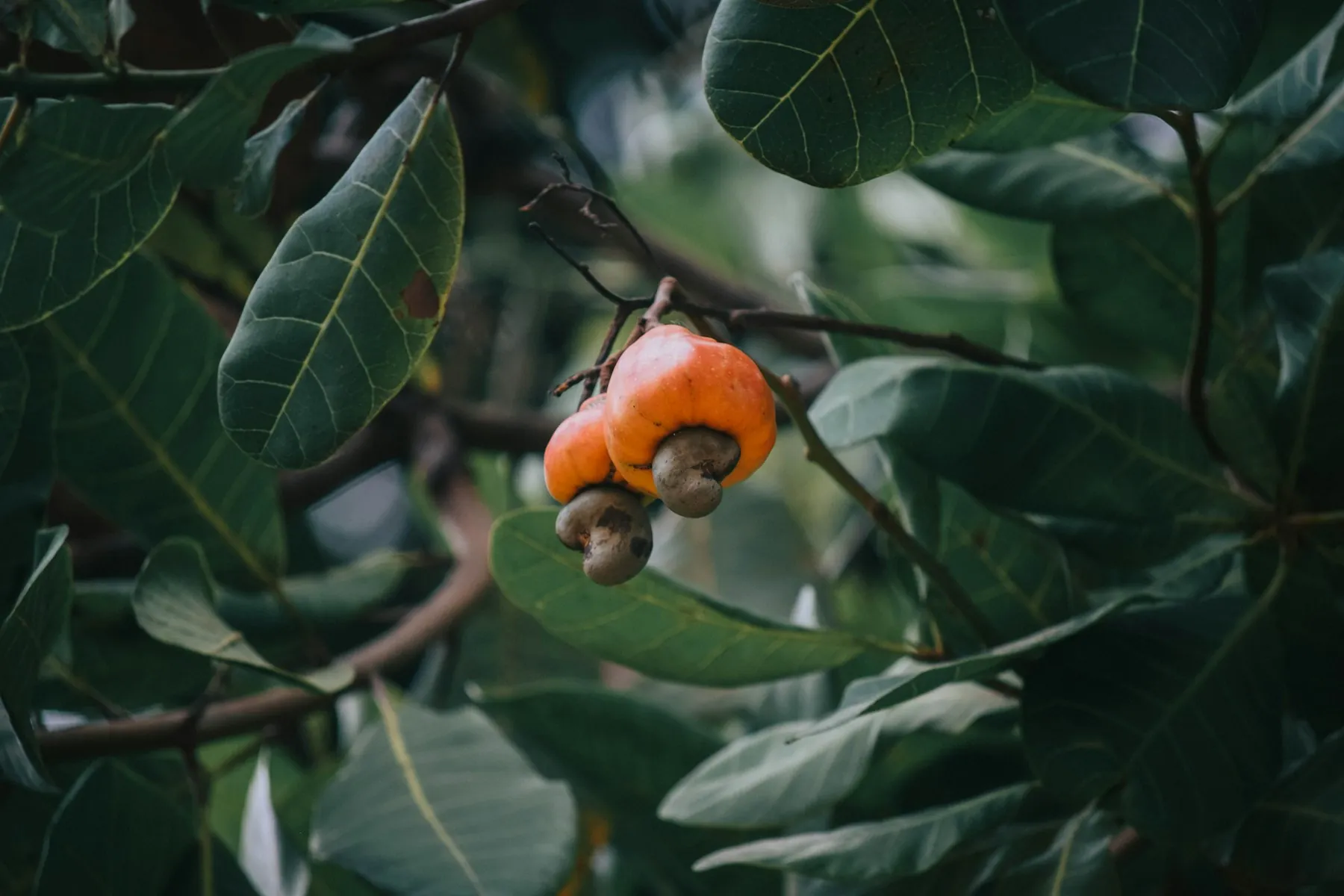 Cashew apples ripening