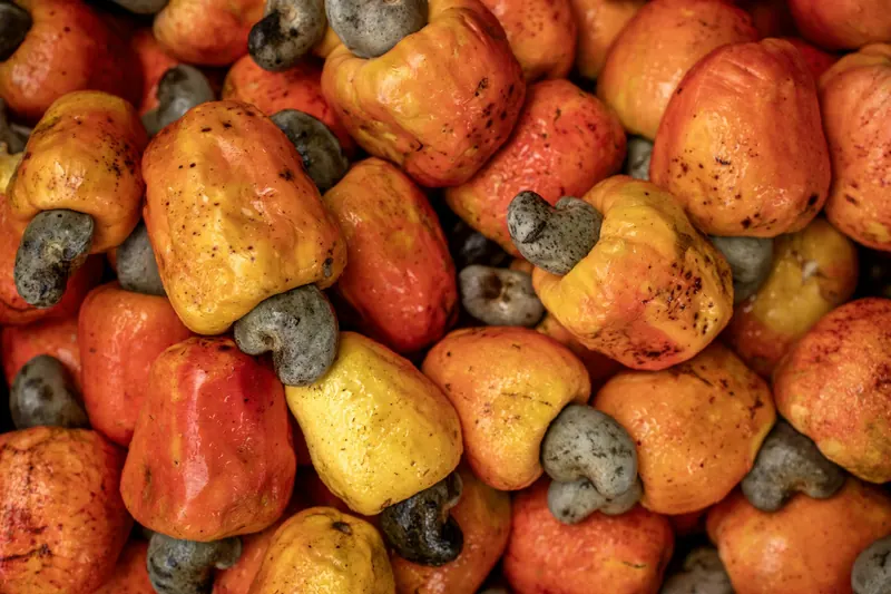 Freshly harvested cashew apples with grey raw cashew nuts still attached