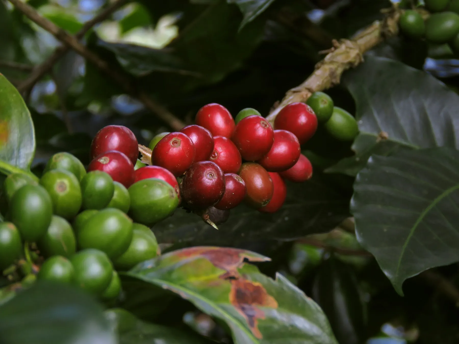 Ripe red and green coffee cherries on the branch