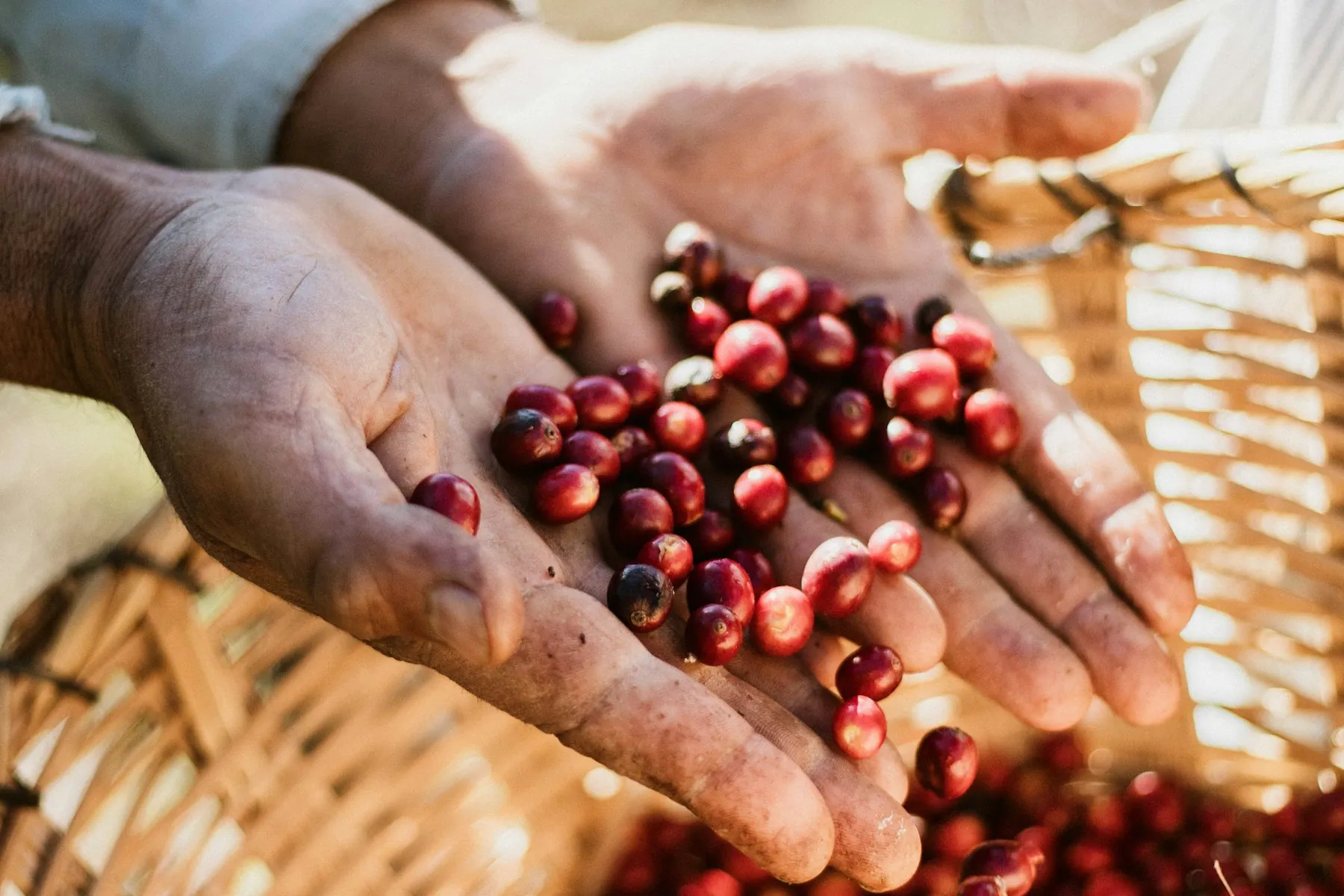 Hands holding freshly picked red coffee cherries over a woven basket