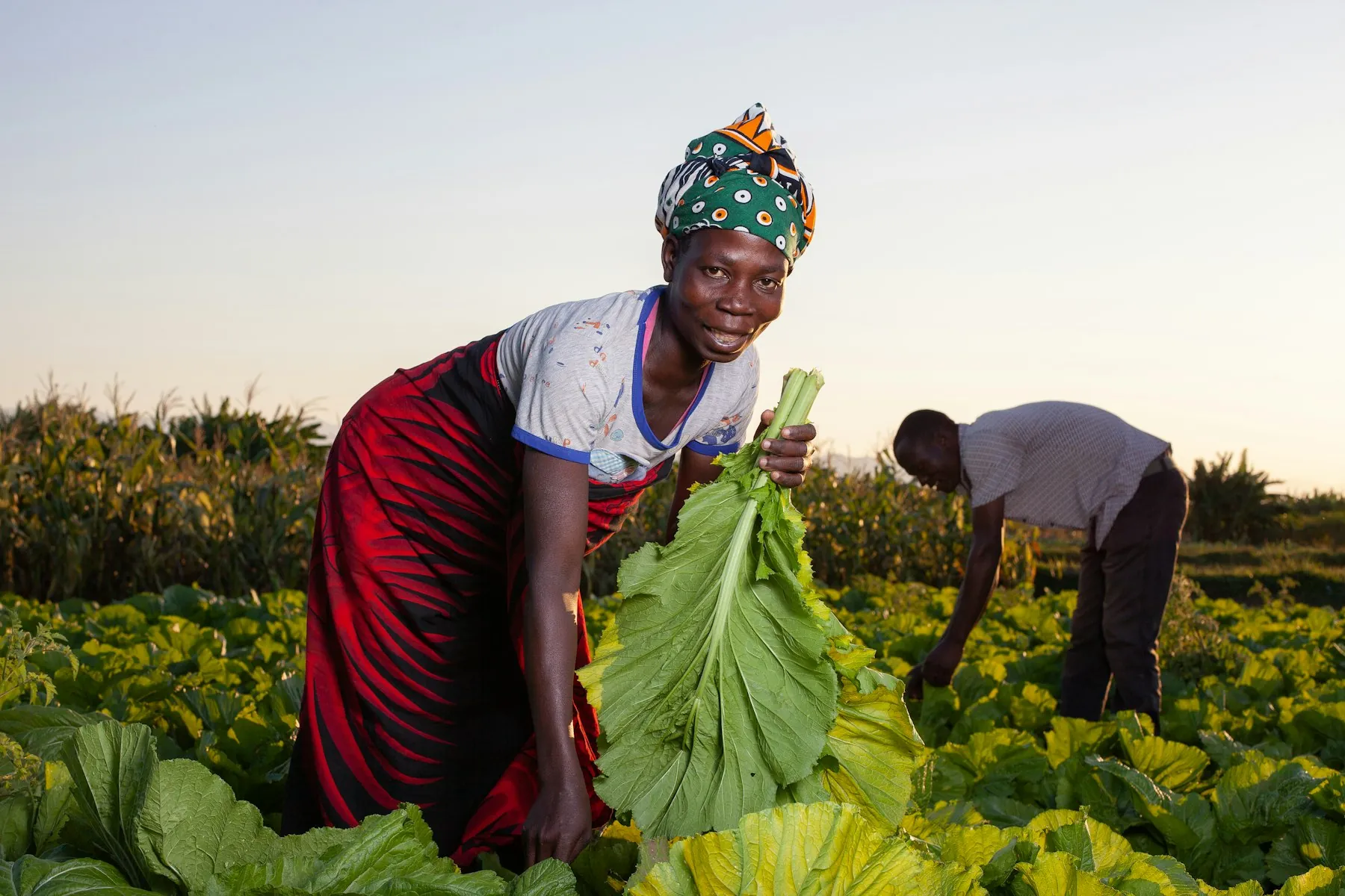 A smiling woman holding freshly harvested greens in a field at golden hour