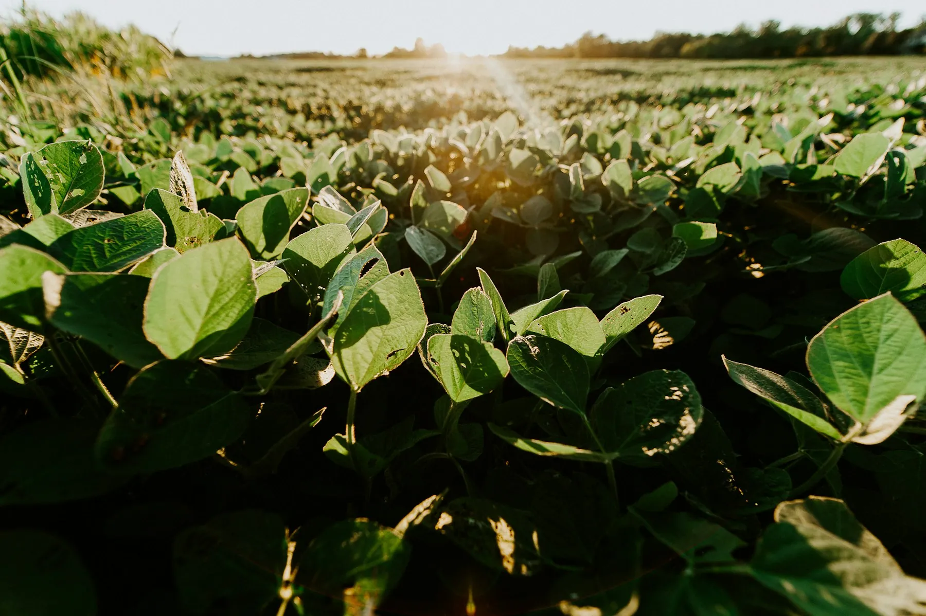 Rows of green soybean plants in warm afternoon light